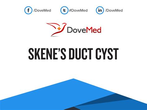 glande de skene|Skenes Gland: What Theyre For, Cyst Symptoms & Treatment